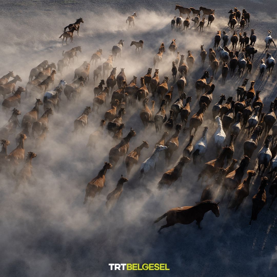 TRTBelgesel's tweet photo. Erciyes Dağı'nın eteklerinde yaşayan yılkı atları 🐎
📸: Beytullah Eles, AA https://t.co/dR5f2rGYxl