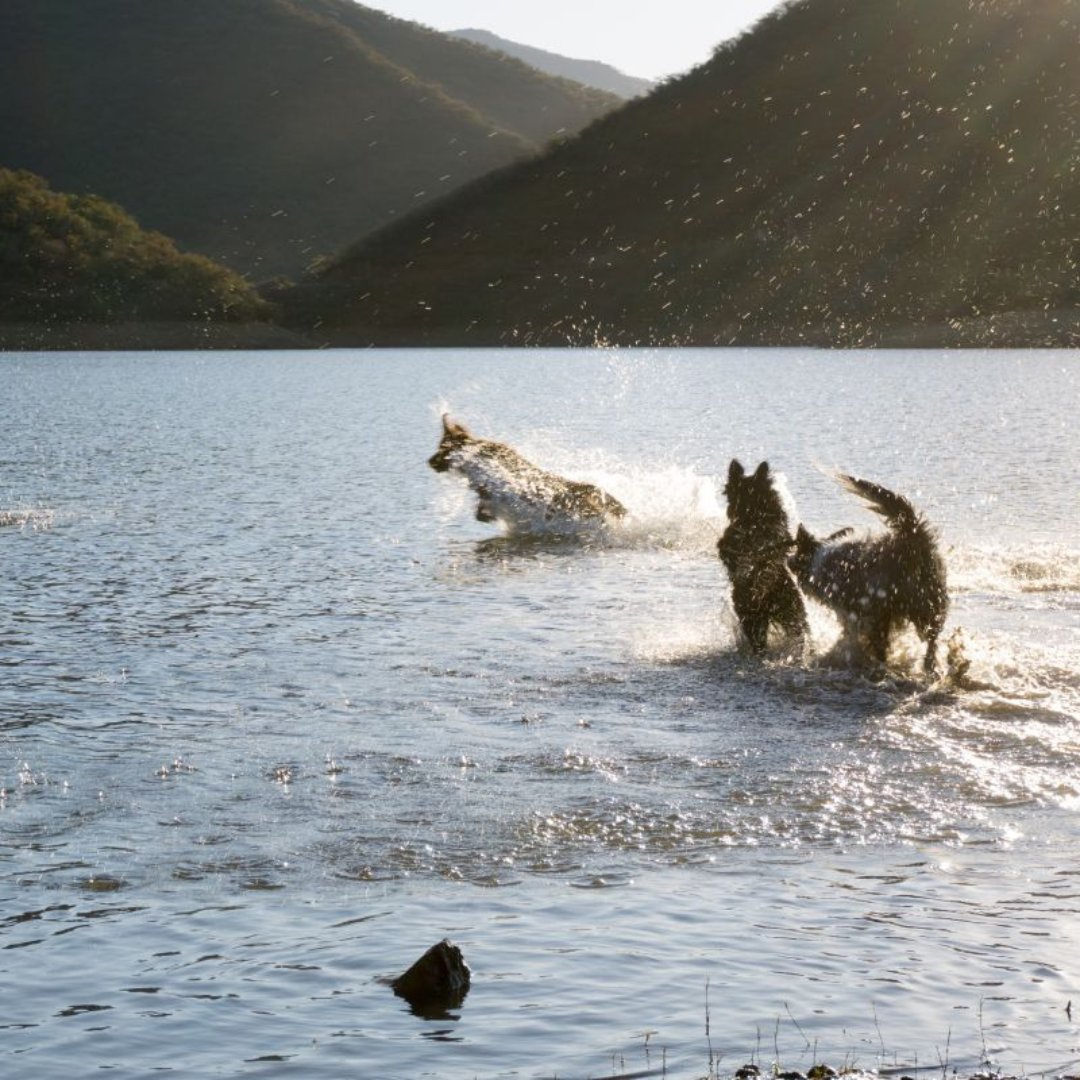 ¡El Valle de Arán te espera en cualquier época del año para disfrutarlo con tu perro! 🐾🌞❄️

Desde rutas increíbles hasta consejos para viajar con tu mascota, te lo contamos todo en nuestro blog.

Descubre más 👉 luderna.com/b/valle-aran-c…

#ValdAran #PetFriendly #LUDERNA