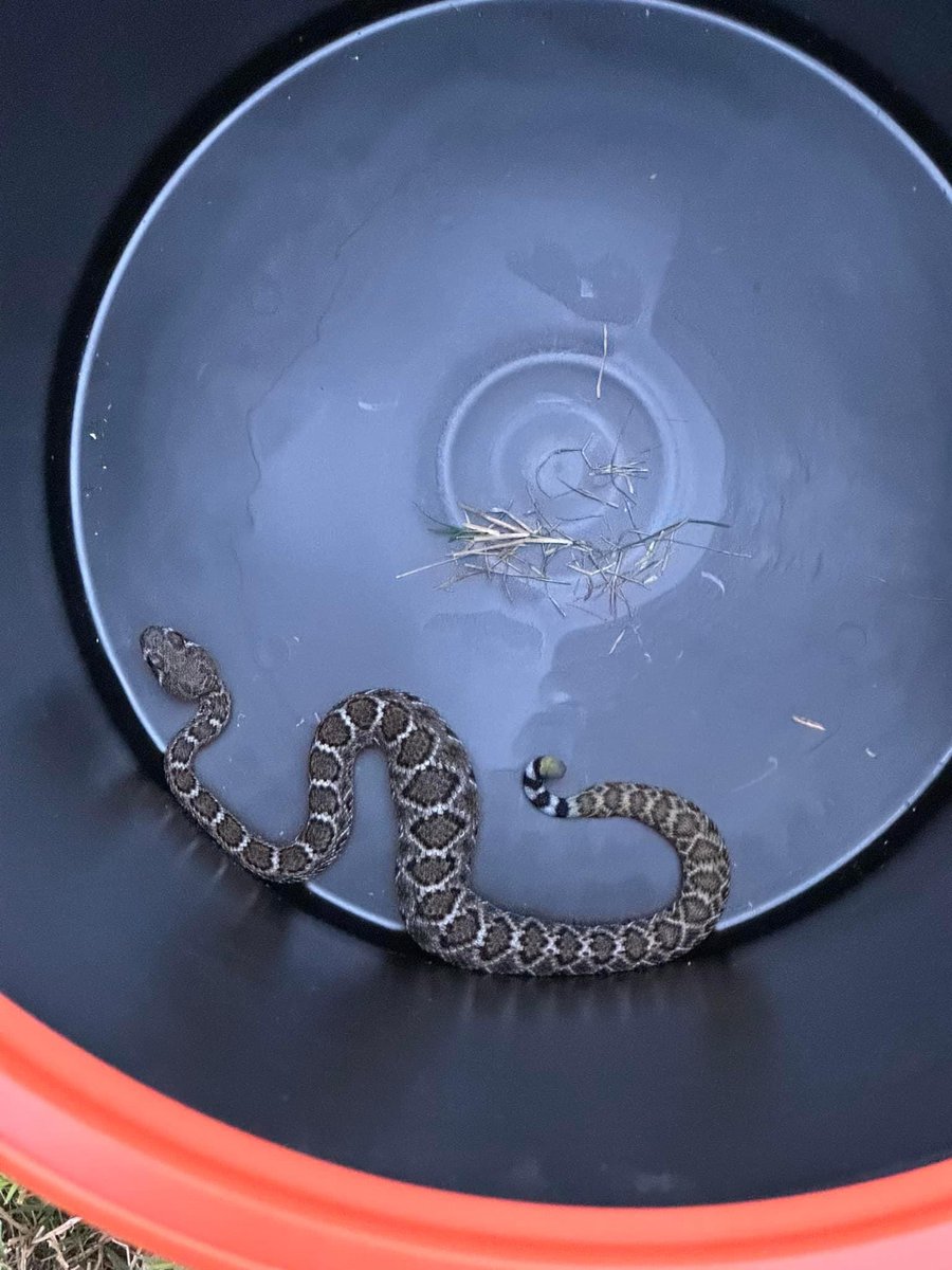 ChiefSexton's tweet image. Never a dull moment… Safely rescued and relocated.