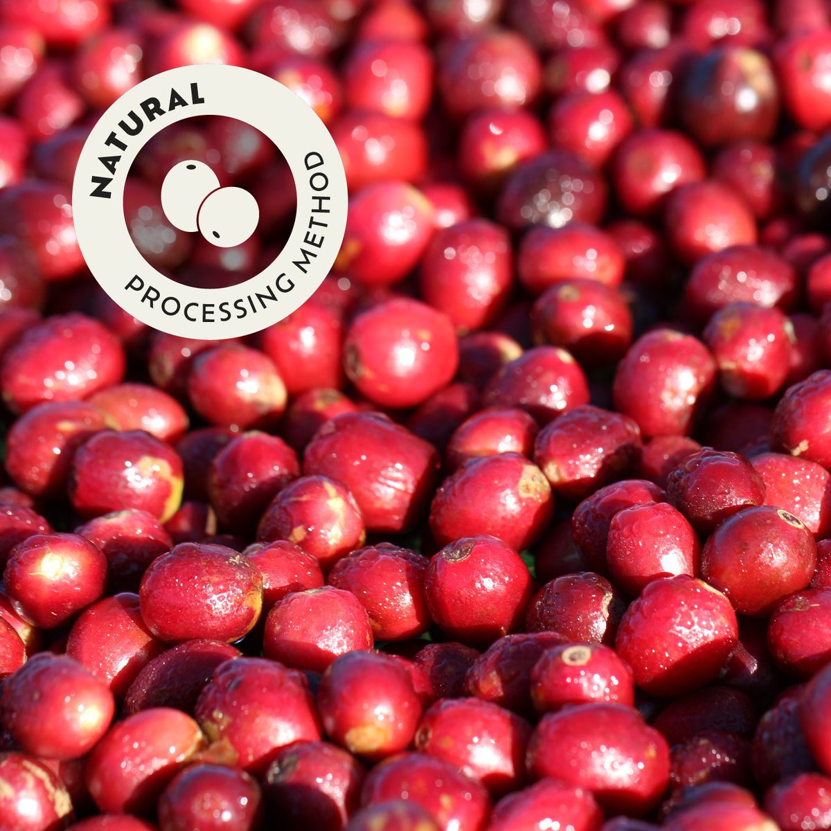 Casa Brasil Coffees tweet media