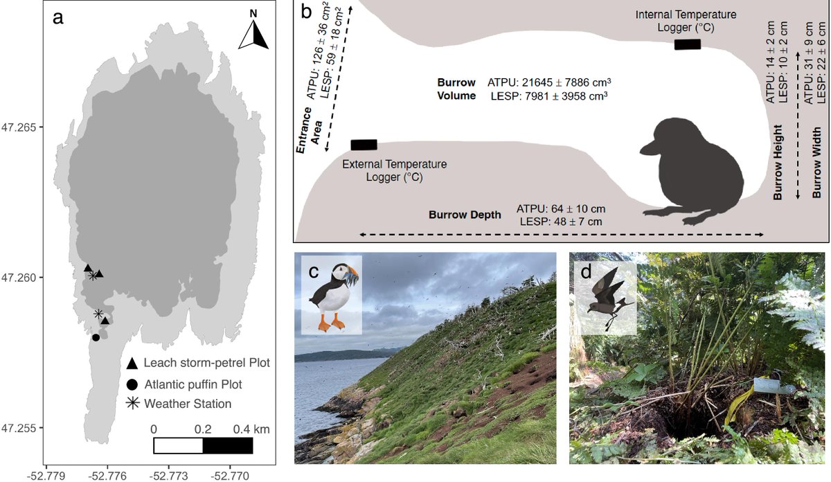 New 📰| Burrow nests fall below critical temperatures of threatened #seabirds but offer thermal refuge during extreme cold events  🦤 Read it ➡️ ow.ly/sEYF50T7F8j

👥 <a href="/MemorialU/">Memorial University</a> <a href="/environmentca/">Environment Canada</a>