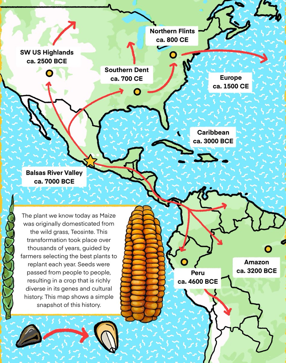 Maize on the move ... #KernelsOfCulture #MaizeAroundTheWorld Maize has traveled and changed through thousands of Indigenous hands, miles, and years of history to become one of the top 3 cereal plants in the world.  Thanks Andi Kur for the illustration!