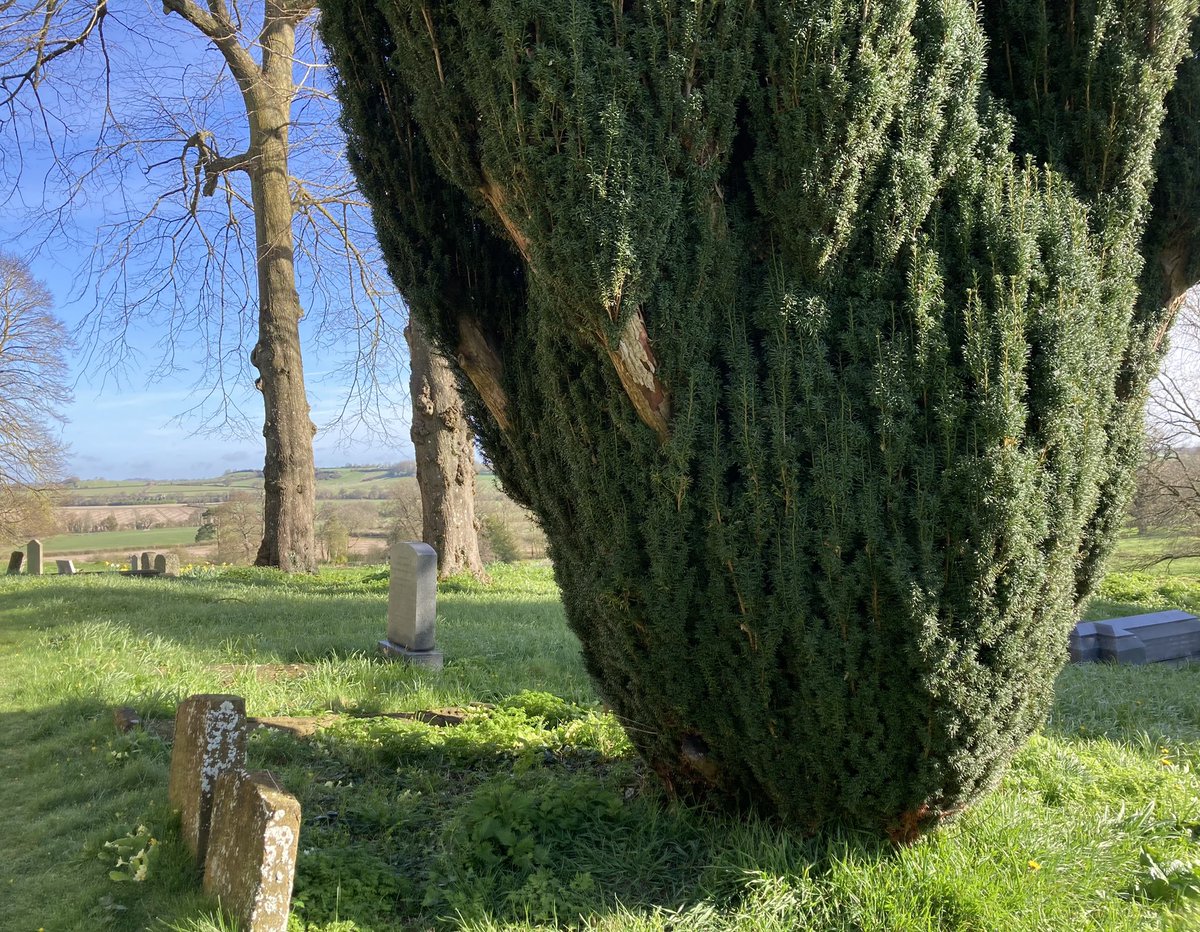 Sue Moon (@suemoondebeauv) on Twitter photo 