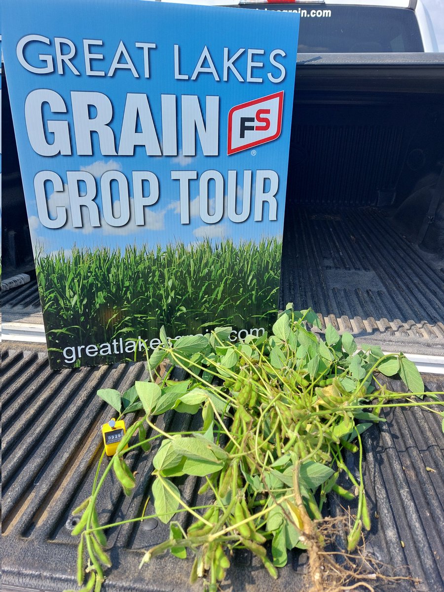 These soybeans are showing some heat stress today on the sand and need a drink of water. I could use a cold drink also! Pod counts look good on these beans. #GLGTour2024