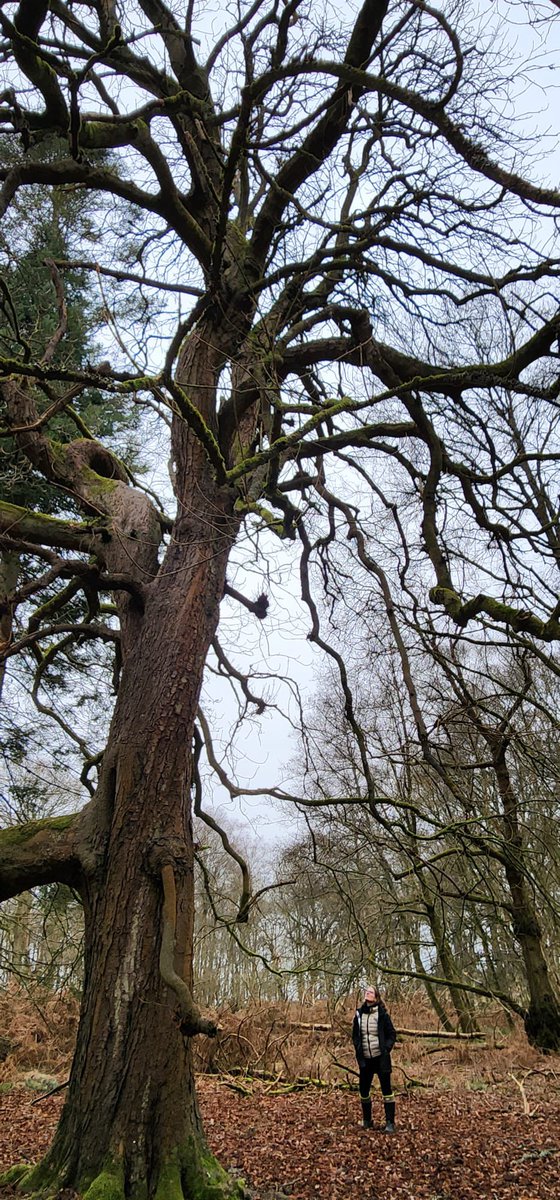 Conker time is coming..🌳