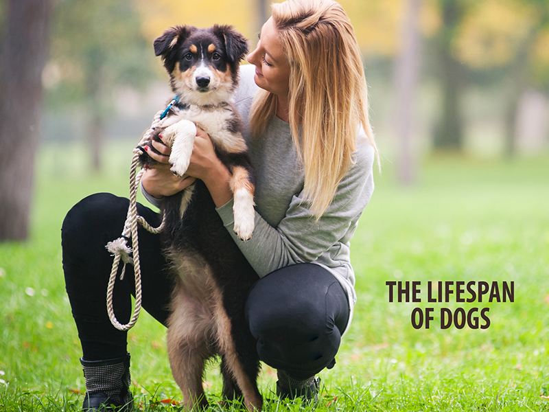OaklandVet's tweet photo. Pet News &amp; Info from Oakland Veterinary Referral Services - The lifespan of dogs, pregnancy in pets, managing chronic disease, Beacon--emotional support dog to the U.S. Women's Gymnastics team, and adopting. https://t.co/xCwnYMg9yC https://t.co/W0tdWT9KIH