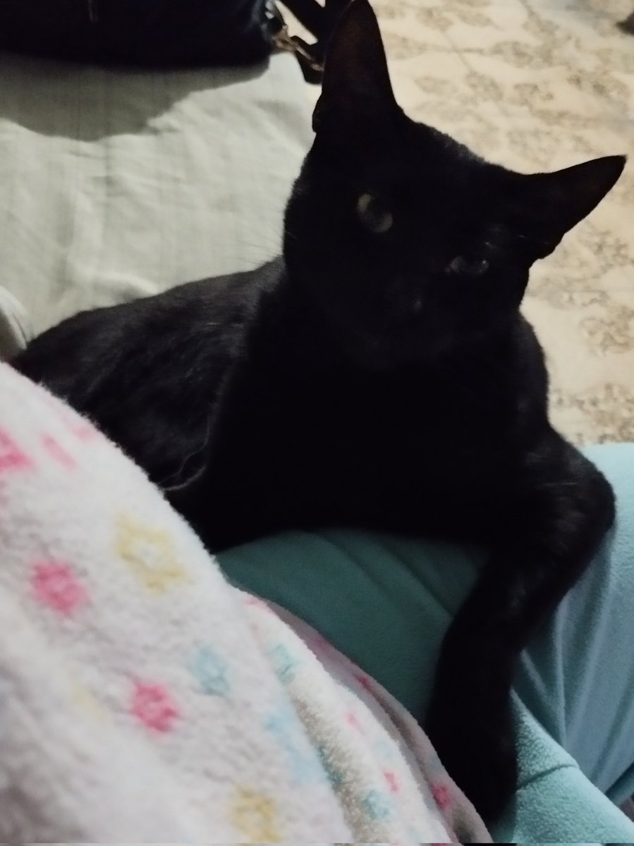 Belleza gatuna de nosso Yoru ✨😊