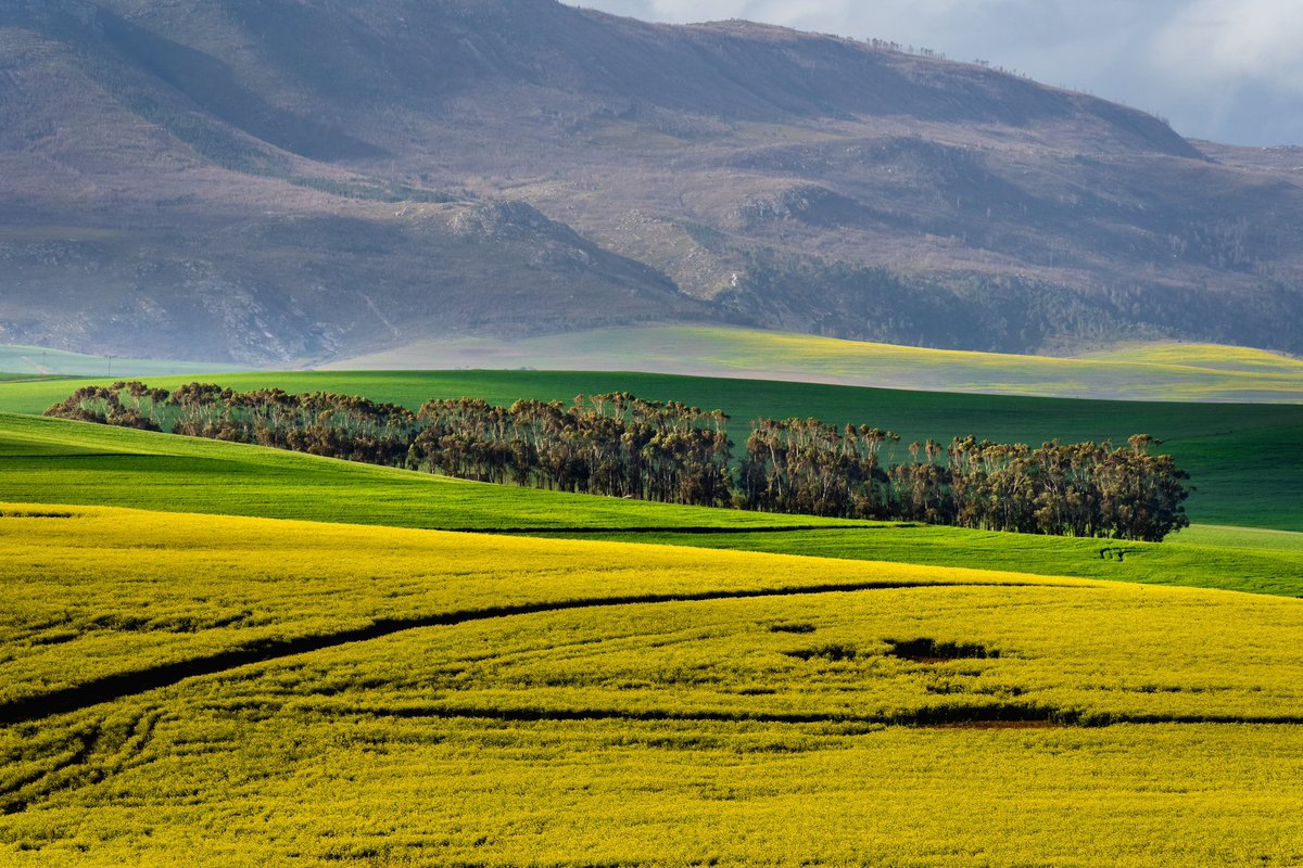 mujidrifts's tweet photo. Some canola fun from a few days ago near Cape Town. https://t.co/ikWuTqxj6h