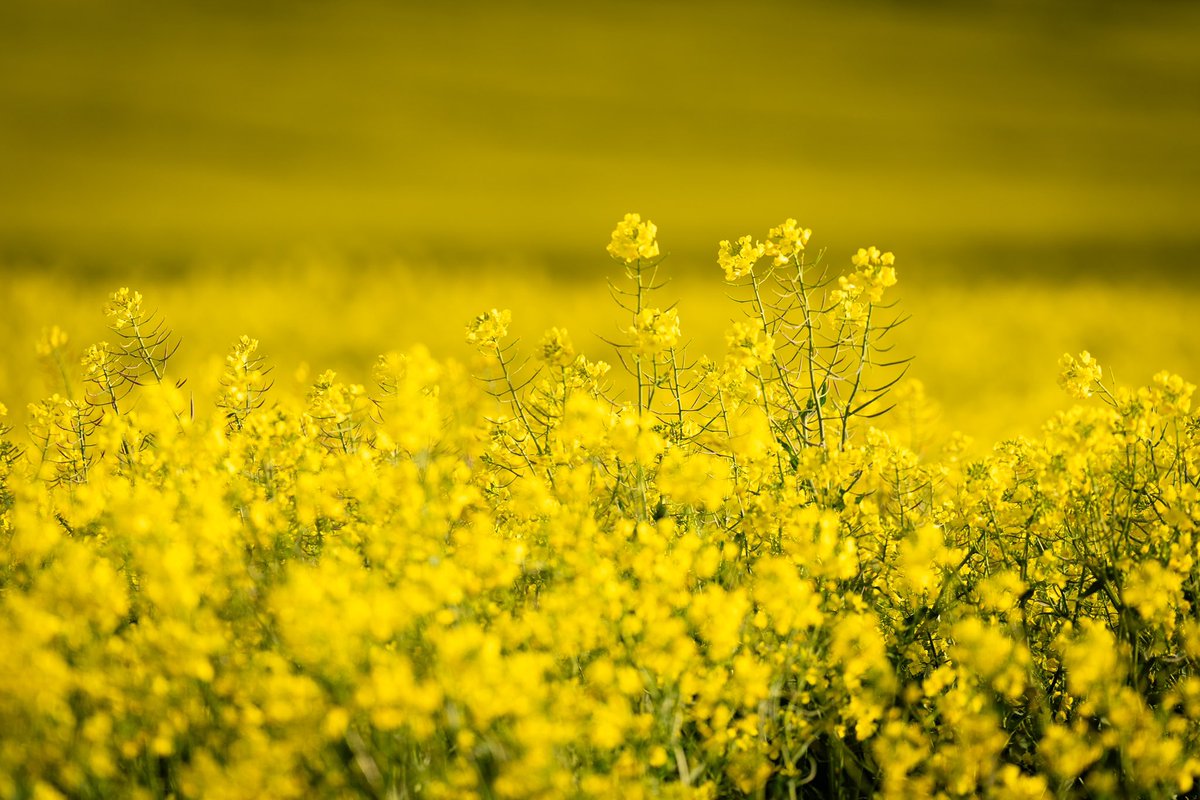 mujidrifts's tweet photo. Some canola fun from a few days ago near Cape Town. https://t.co/ikWuTqxj6h