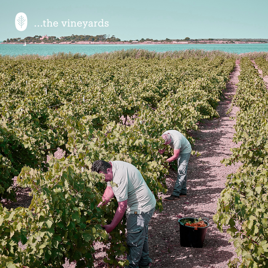 Meet Vino Florio, the initial white wine that is used to craft Marsala DOC. The backbone to Florio Marsala. Expressive of its terroir, Vino Florio is well structured with bold character and intense floral &amp; sea aromas.