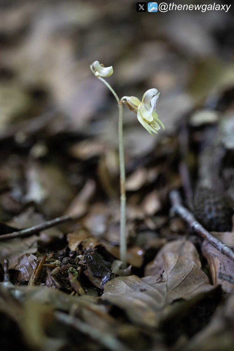 I’m talking to <a href="/LBCNews/">LBC News</a> in about 15 minutes and <a href="/BBCRadio4/">BBC Radio 4</a> at about 2230 tonight about the Ghost Orchid (Epipogium aphyllum) that I found growing here in the UK earlier this month #wildflowerhour
