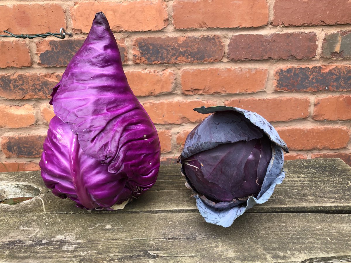 JonesTheRose's tweet image. Now it’s the turn of the red cabbage!!! Which do I use first, the pointed one or the round one, decisions, decisions!! #jonestherose #redcabbage #homegrown #growyourown #goodfood #smallholder #vegetables
