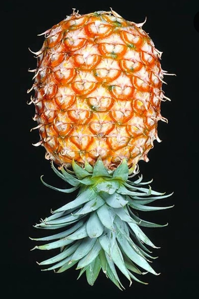 devalverdees's tweet image. He estado en Mercadona, cogí una piña y la puse en el carrito, me he chocado con 32 carritos y antes de llegar a la caja la deje en lo de los helados, no he ligado, no la voy a pagar.