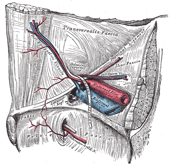 The inferior epigastric vessels 💥🔪👁️⤵️📍! In one image! #SoMe4Surgery <a href="/SWexner/">Steven D Wexner MD, PhD</a> <a href="/PipeCabreraV/">Dr Luis Felipe Cabrera Vargas MD FACS MACC MACCVA</a> <a href="/pferrada1/">Paula Ferrada MD FACS FCCM MAMSE</a> <a href="/TomVargheseJr/">Tom Varghese Jr. MD, MS, MBA, FACS, MAMSE 🇺🇸</a>