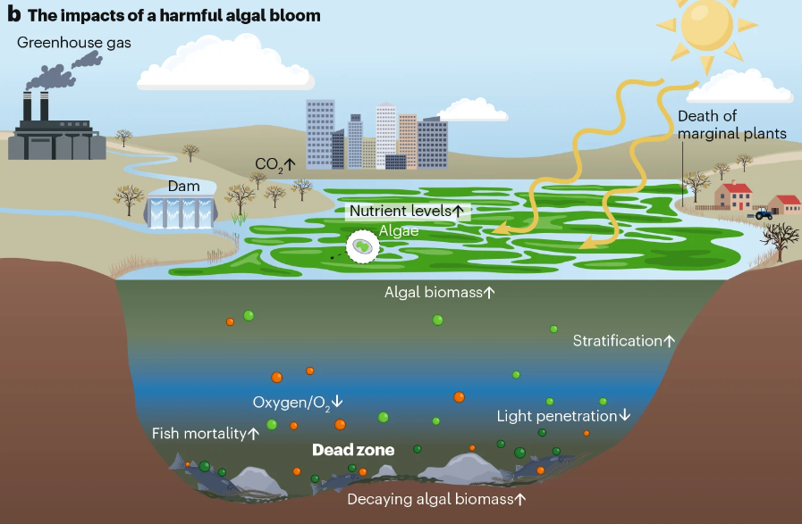 📢New Review

Harmful algal blooms in inland waters.

This Review explores the underlying drivers of hotspots &amp; global trends in harmful algal blooms, &amp; identifies potential solutions for bloom monitoring &amp; mitigation.

nature.com/articles/s4301… (rdcu.be/dSasE)
