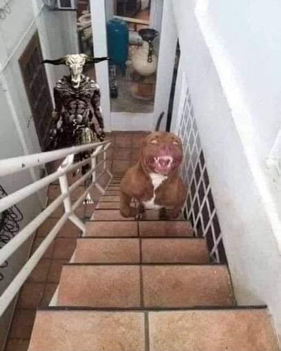 the capra demon fight