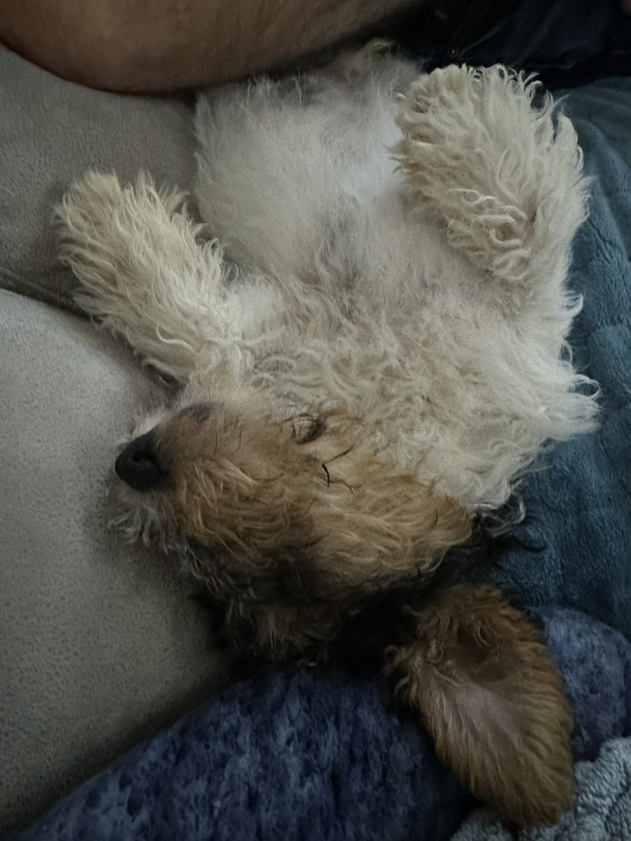 AlisonS84384796's tweet photo. @mrdanwalker Our new pup Freddie , named after Mr Flintoff 🥰 https://t.co/VrH0raR7MH