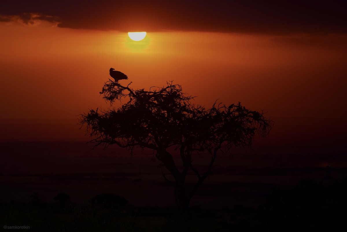 Sam Korotkin tweet media