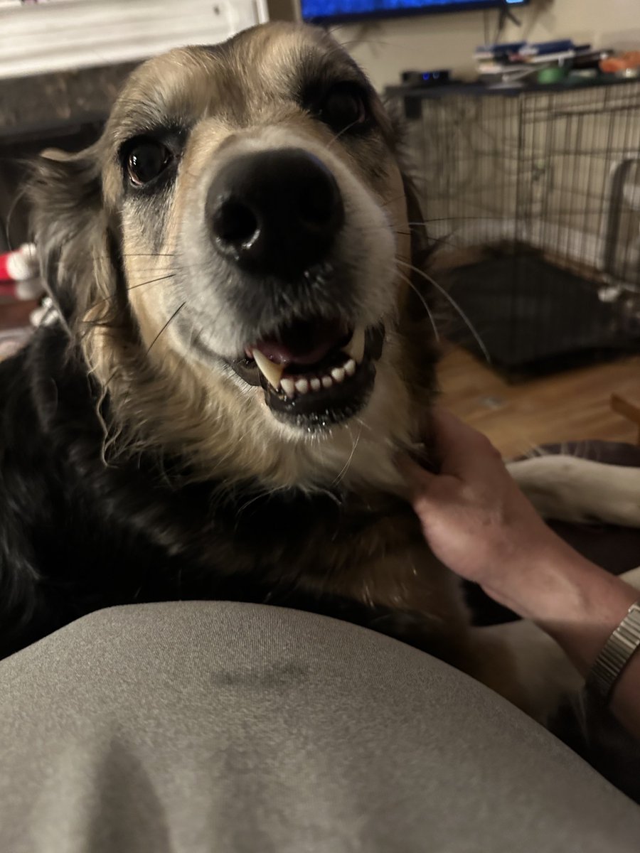 I guess I’m a little late, but here’s one for dog day. #Stella