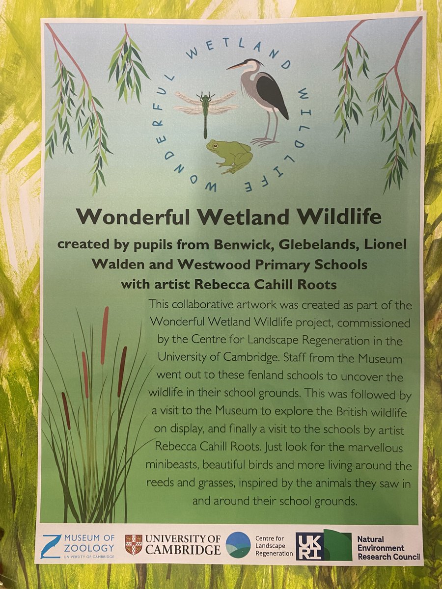 Centre for Landscape Regeneration (@clr_cambridge) on Twitter photo If you are in Cambridge do visit the <a href="/ZoologyMuseum/">Museum of Zoology, Cambridge</a> where you will be able to enjoy the work by pupils from across the #Fens who worked with Rebecca Cahill Roots to create a wonderful collaborative art piece, inspired by the animals and plants in their local area. If you are in Cambridge do visit the <a href="/ZoologyMuseum/">Museum of Zoology, Cambridge</a> where you will be able to enjoy the work by pupils from across the #Fens who worked with Rebecca Cahill Roots to create a wonderful collaborative art piece, inspired by the animals and plants in their local area.