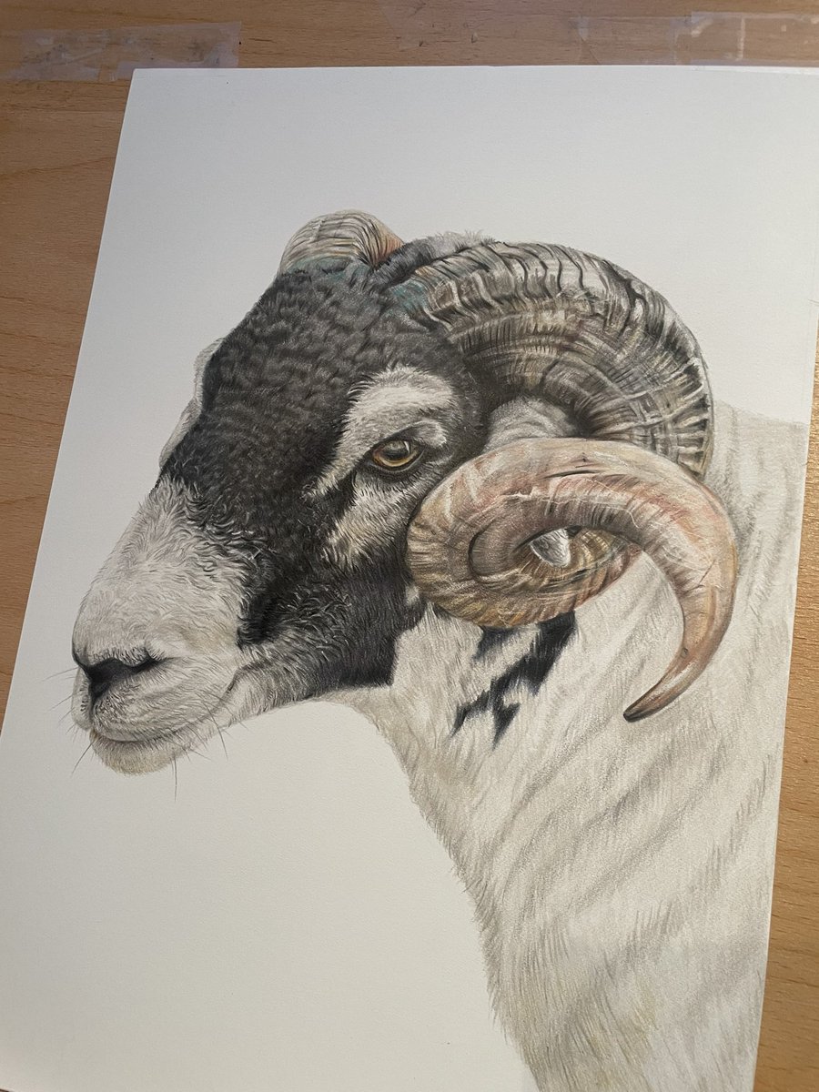 FaithfulWild's tweet photo. And this Horny Dude is Done! I’ve faffed around doing bits of drawing on him all summer, in between commissions. He needs a name now. Rameses? Romeo? Rudolf? #ram #swaledale #pencil #sheepies https://t.co/mR03Fawzun