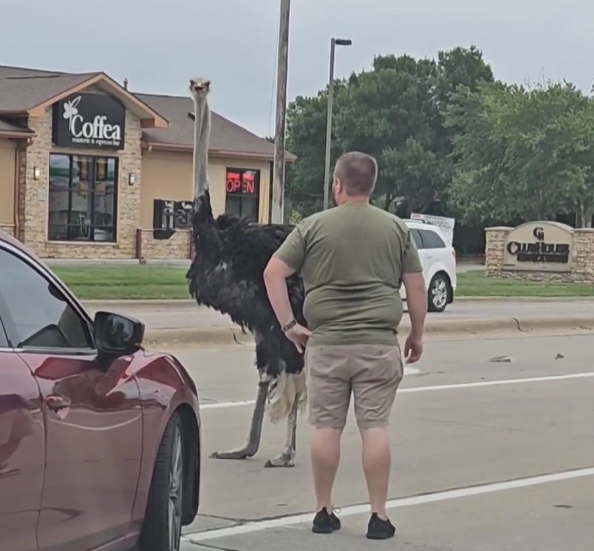 TylerJRoney's tweet image. One of the biggest news stories today: An Ostrich was loose in Sioux Falls.