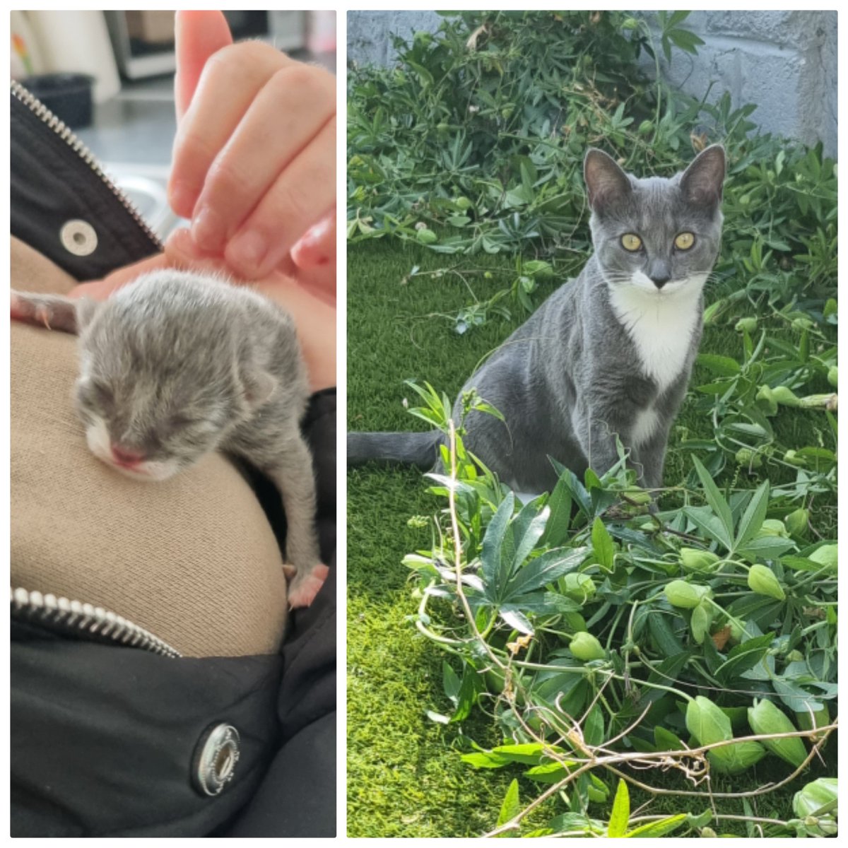 katieloucarterx's tweet image. Aww, one day, old to six months old. My Luna ❤️
#kitten #love #gettingbig