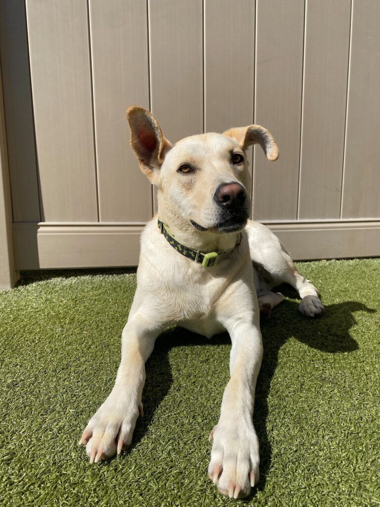 WaggingTailsPR's tweet image. Have you met our August Tail Wagger yet? Learn all about Kevin on the blog! buff.ly/3XgwVnH