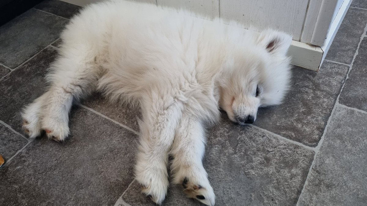 DarkAngelSweden's tweet photo. Har ni sett nå sötare 🥹 Sorry för min frånvaro… men den här lilla fluffbollen ser till att jag har att göra… Det är fullt ös eller 😴😴 som gäller. 😅 https://t.co/QT0PsGhUMe