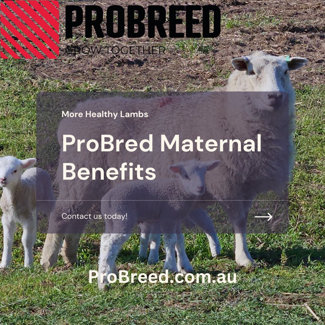 We Help Fix Your Lambing %🐑🐑
We assist with simple solutions both genetic and management to move flocks from good to great - our goal, more fast growing lambs in lamb producers paddocks.
We are keen to help producers improve lambing %, call or message us Probreed.com.au