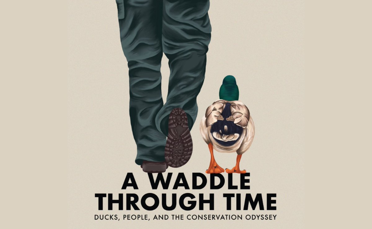 utepbc's tweet image. For a flappin&apos; good time, waddle on down to the @LavretskyLab duck exhibit at the Centennial Museum. It leaves this Saturday August 31st! #ducks