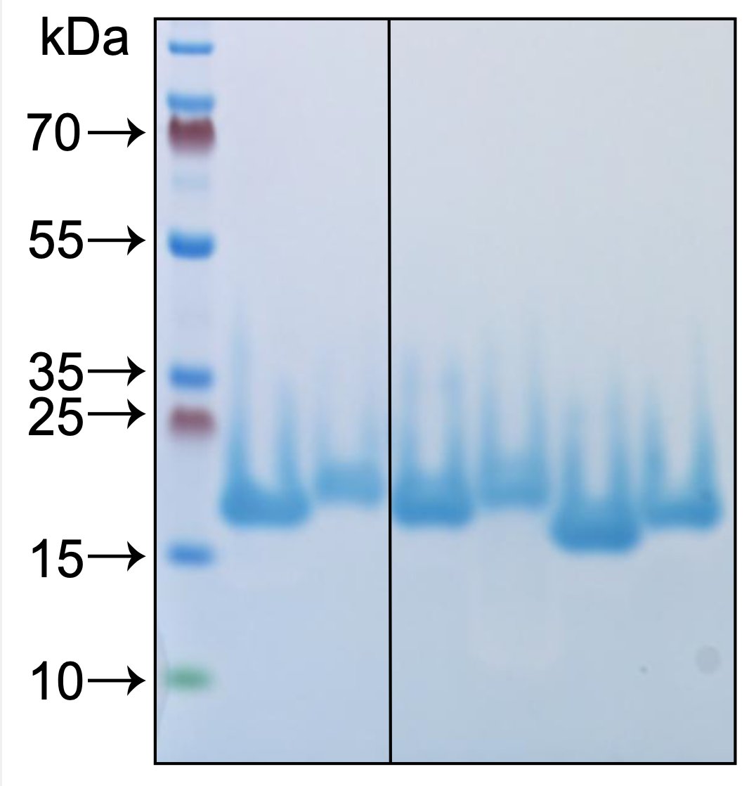 Kresten Lindorff-Larsen tweet media