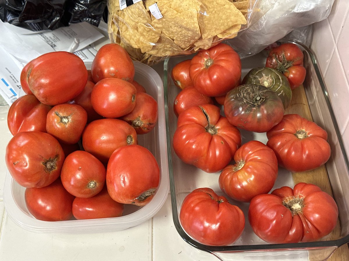 fomoco36's tweet photo. The last of the ripe tomatoes!!❤️❤️❤️❤️ everything else is green!🙏🏻🙏🏻🙏🏻 https://t.co/A8U9KFWYnZ