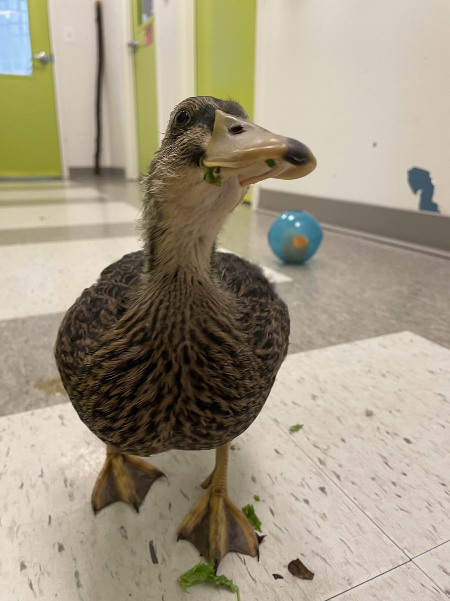 DCCityWildlife's tweet photo. Last month this beautiful juvenile duck was brought to us. It was immediately clear that she was raised by humans, as she was very friendly and had poor feather condition consistent with inappropriate husbandry.

But her plumage was far too unique for a typical Mallard... https://t.co/oiKzbVRZeY