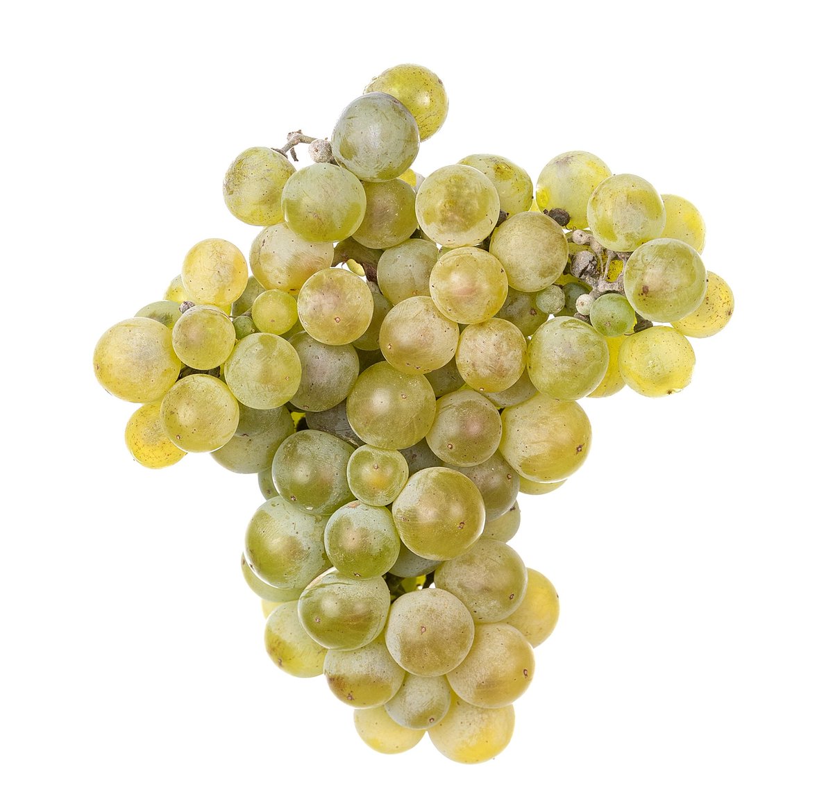 One of the "unknown" autochthonous grapevines was discovered in the century-old vineyard in Vayots Dzor. The precise characterization was done and the close genetic relationship to the emblematic Armenian wine grape variety Voskehat was shown.