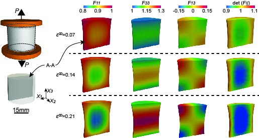 The August 2024 iMechanica Journal Club features "Full field observations bring new insight in rubber elasticity", led by Zifan Wang, Angkur JD Shaikeea, Vikram S Deshpande et al. <a href="/Cambridgesolid1/">Cambridge_Solid_Mechanics</a>
imechanica.org/node/27361