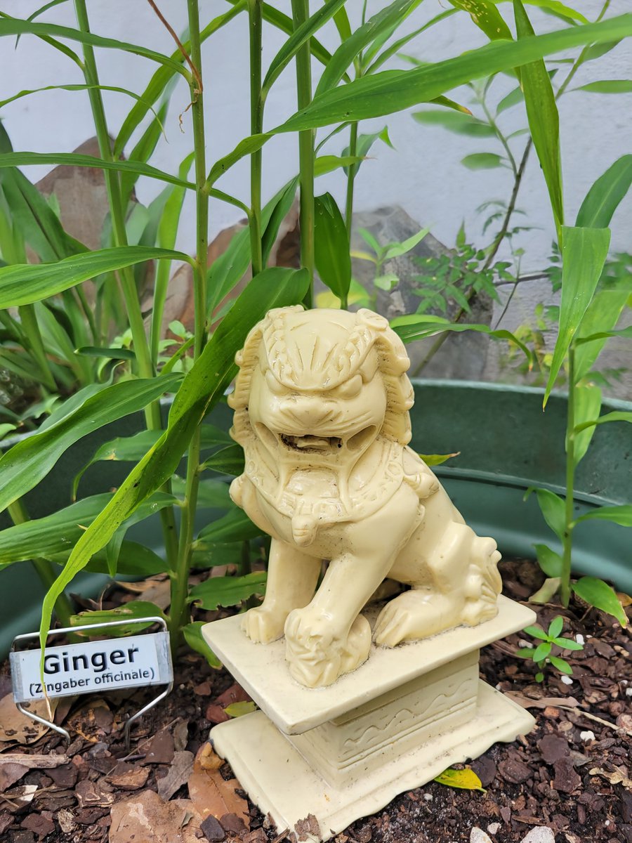 I found him. He had been discarded, but now he guards my ginger.