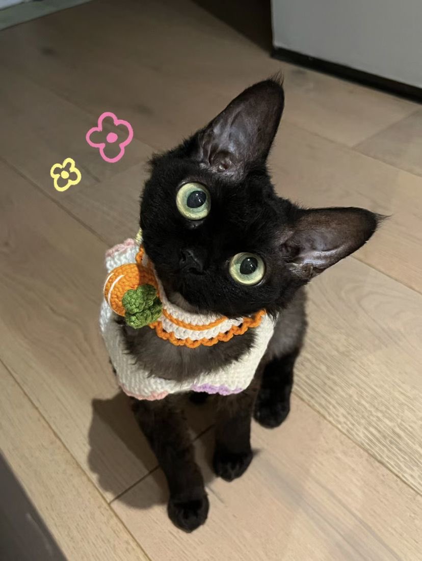 Content from kittylovemitten
