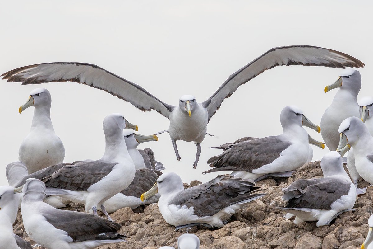 Australian Antarctic Program Partnership (@ant_partnership) on Twitter photo Climate risk assessment: Australian & #Antarctic marine predators like seabirds, seals and penguins are especially vulnerable to environmental changes, as they rely on land-based breeding sites and the ocean to find food.
▶️ utas.edu.au/about/news-and…
📸 Shy albatross, <a href="/MilanS0jitra/">Milan Sojitra</a> Climate risk assessment: Australian & #Antarctic marine predators like seabirds, seals and penguins are especially vulnerable to environmental changes, as they rely on land-based breeding sites and the ocean to find food.
▶️ utas.edu.au/about/news-and…
📸 Shy albatross, <a href="/MilanS0jitra/">Milan Sojitra</a>