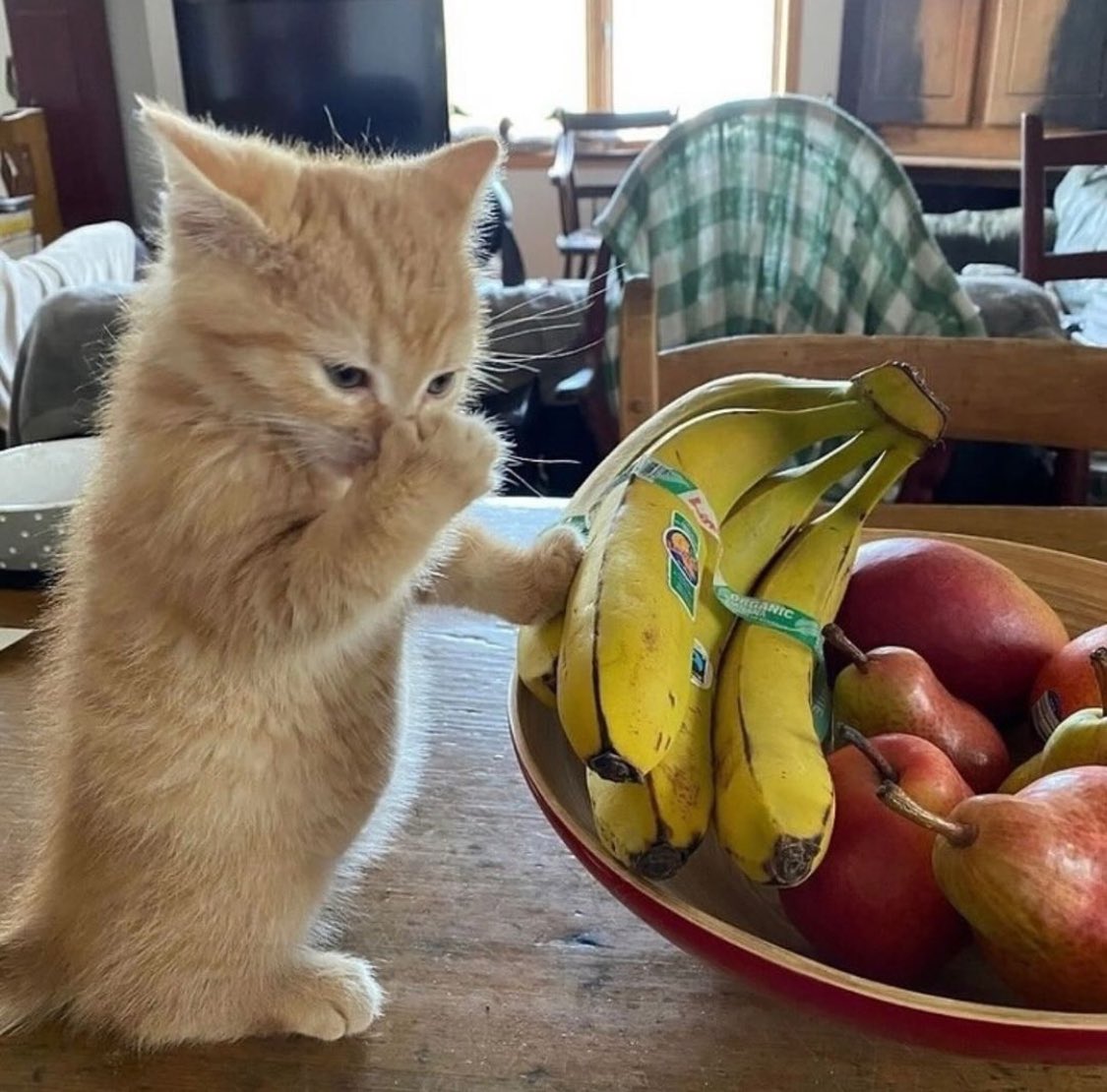 PunchingCat's tweet photo. i think the banana is stinky https://t.co/h7TgOc6PhF