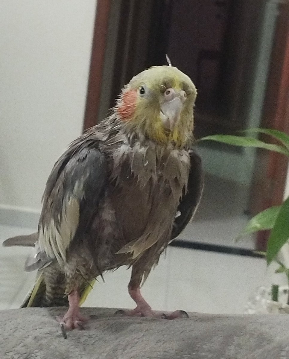 ziko 👑 tweet media