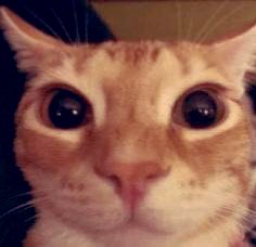 La multitarea es una aparente capacidad humana para realizar más de una tarea o actividad al mismo tiempo.