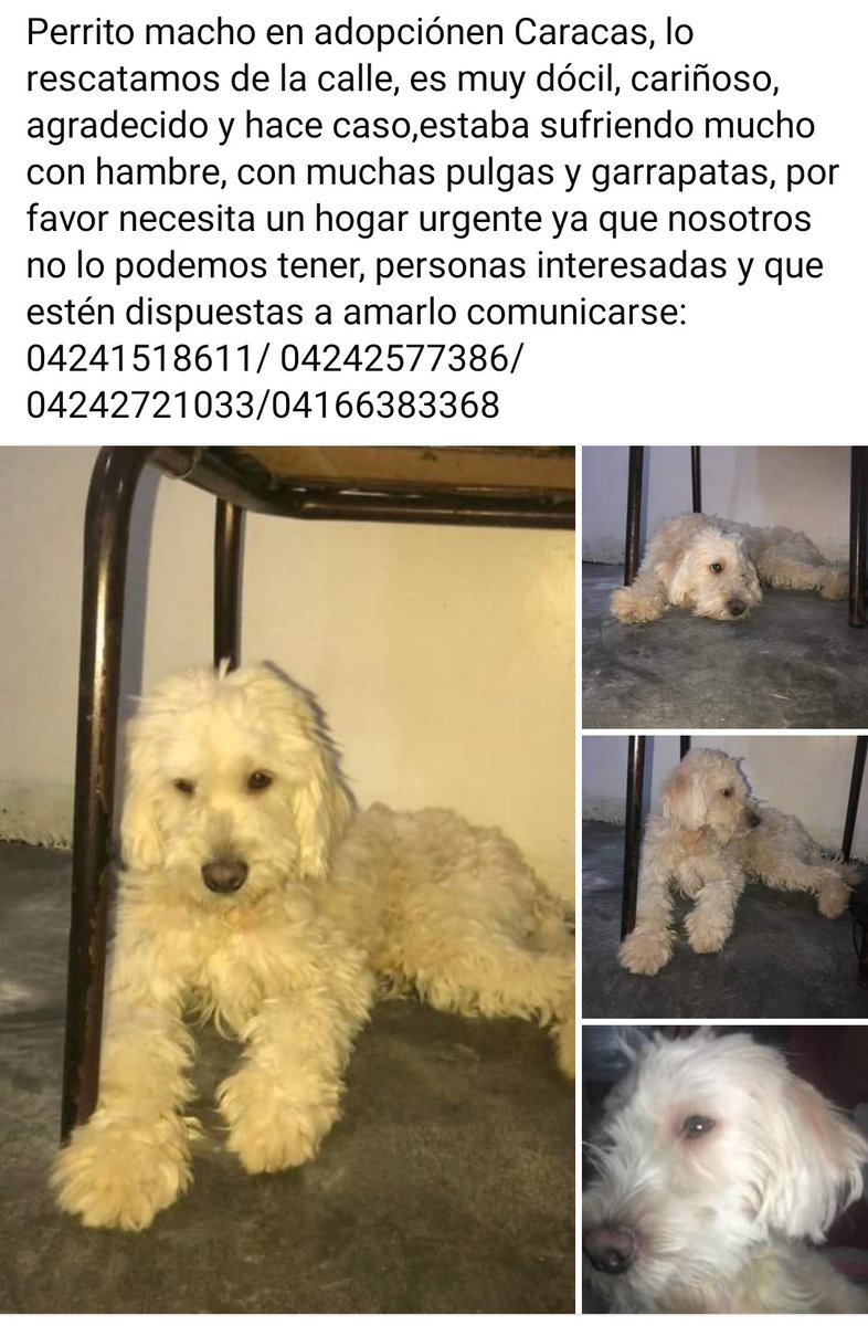 En adopción responsable, CARACAS