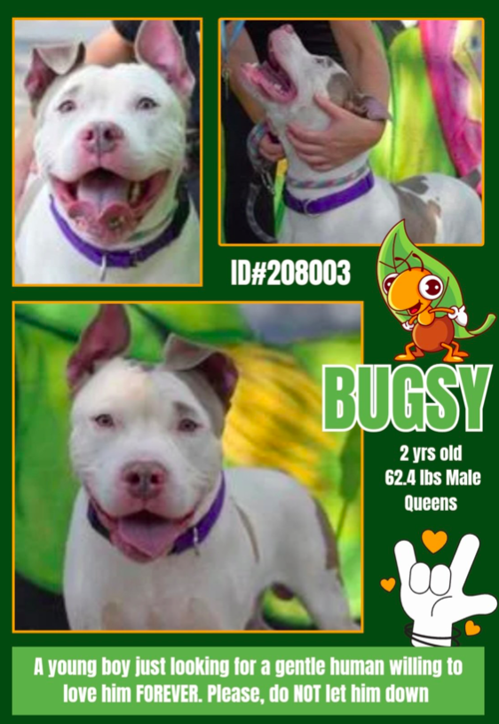 🧸Bugsy💛 🐕 #Queens ACC🚨 #NYC
💔#foster #fosteringsaveslives #adopt🌠💫🦋
#rescue🏞️ #Pibble🧡 Bugsy is just 2 years old and 
ready to meet his new humans🌻 He looks so lovely in 
his pictures💞 🚨New Intake ✨ID #208003🌟 #NY