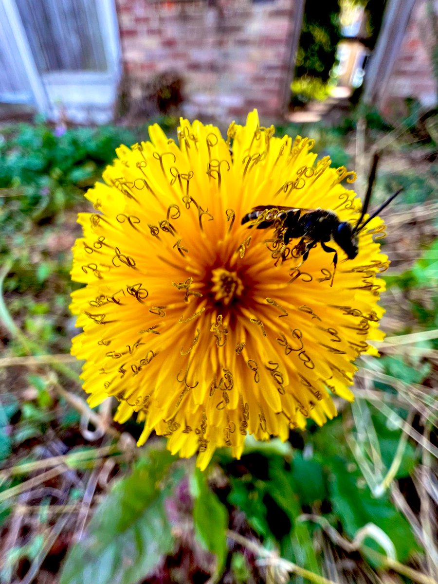 Even now, at the end of summer, #Dandelions are providing vital pollen and nectar for a myriad of insects. NEVER underestimate the power that this mighty little plant has to attract #wildlife 🐝