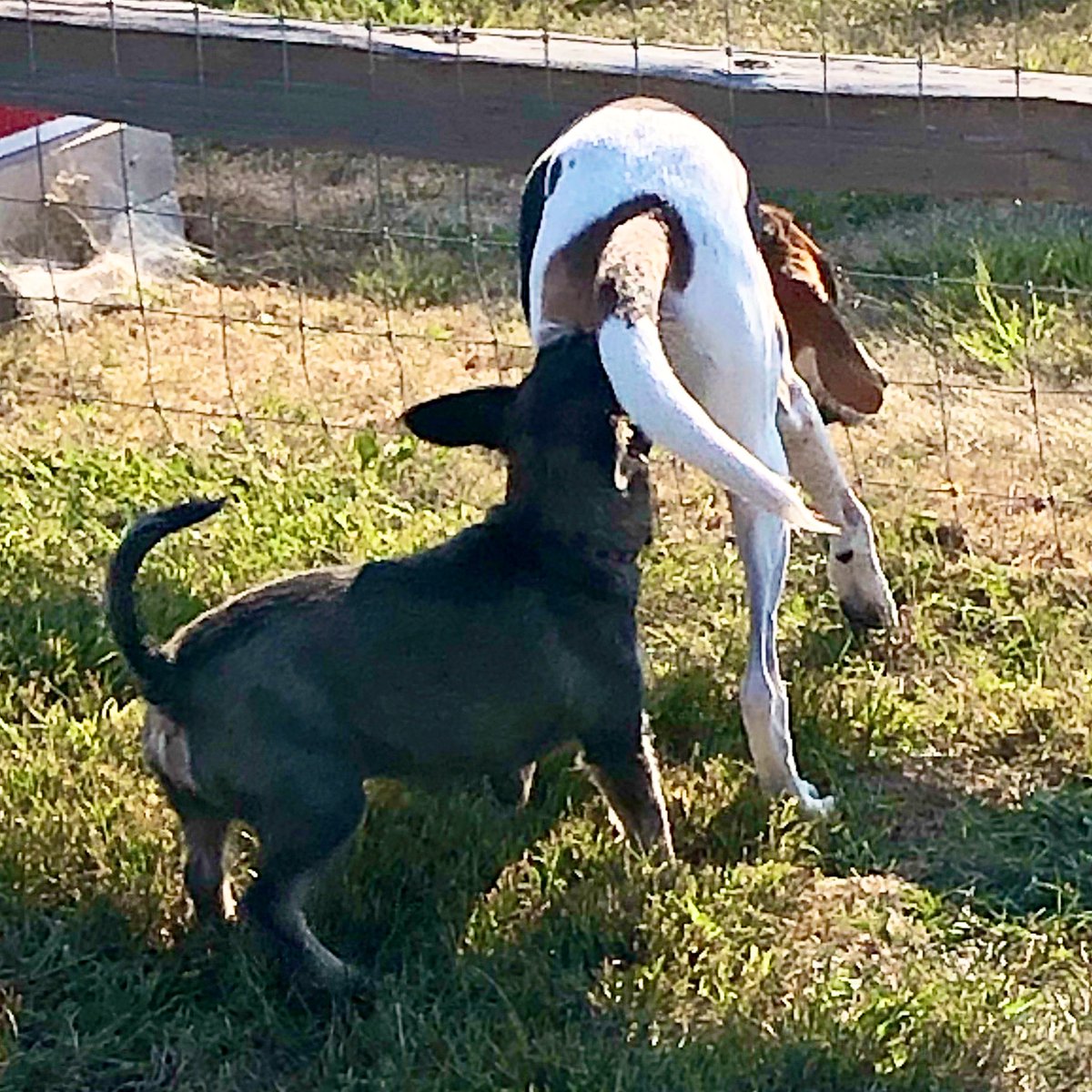 thedogpoet's tweet photo. Griffin is taking his zombie finding duties VERY seriously, no stone left unturned, as they say...
Let’s not file a report on this one, eh Griff! #sitrep #zshq #overzealous https://t.co/vOBYDV9vRU