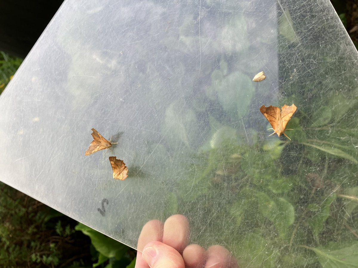 It’s not been a good year for moths, but one of the exceptions in my garden is Dusky Thorn. 32 trapped last night, with my previous best of 18 set last year #VC64 #Otley