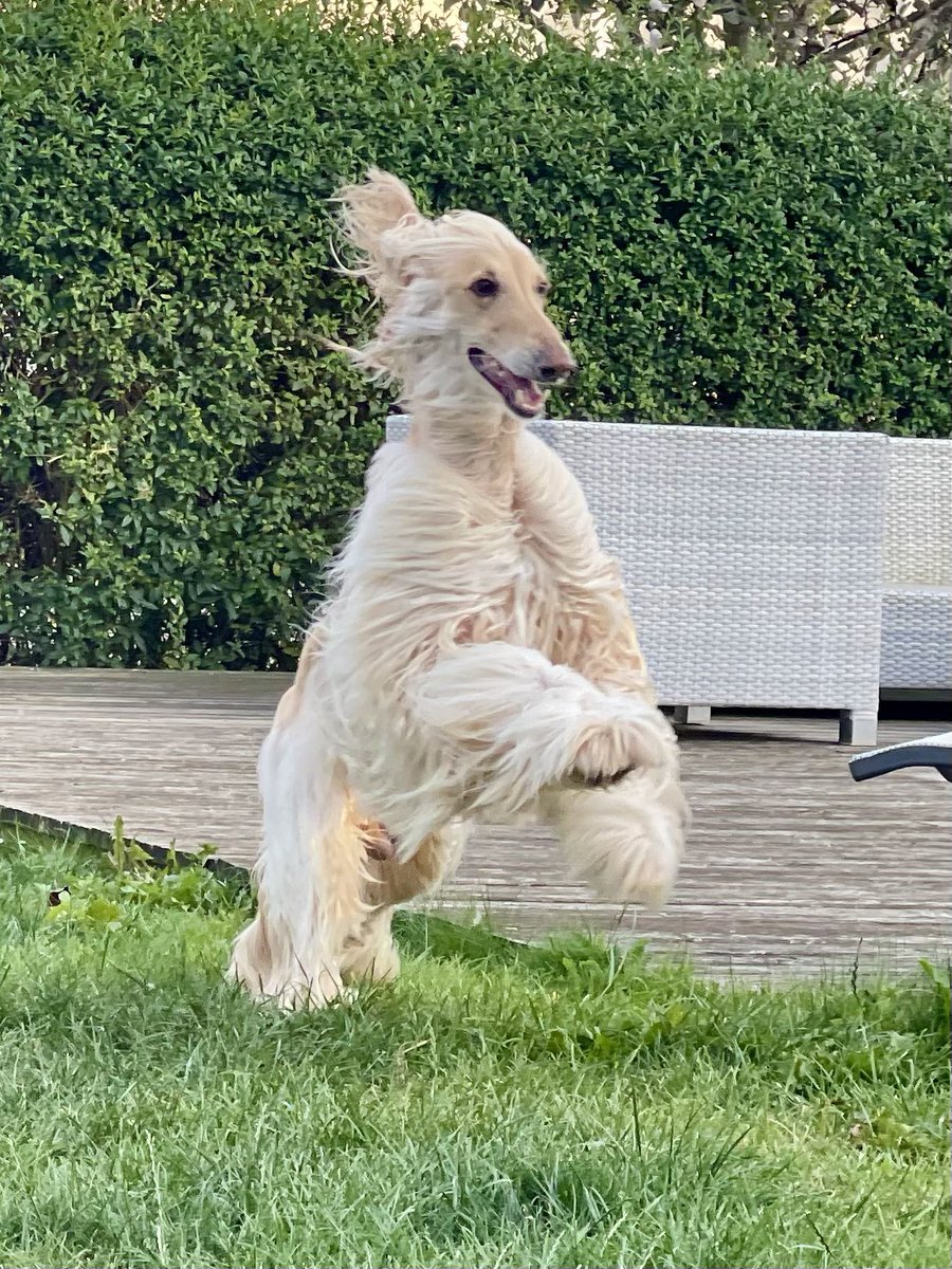Legolas the Afghan Hound tweet media