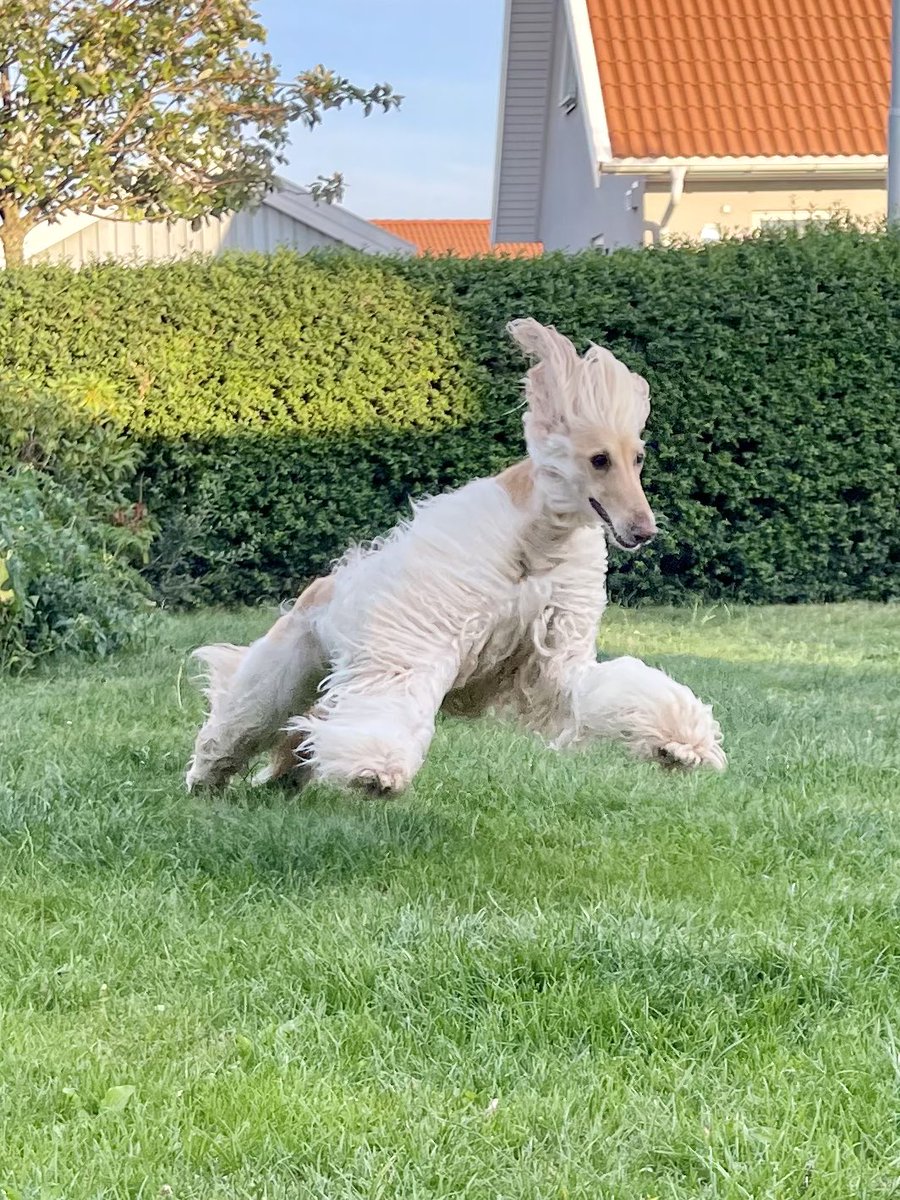 Legolas the Afghan Hound tweet media