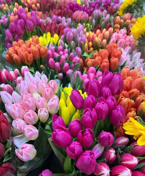 tulips